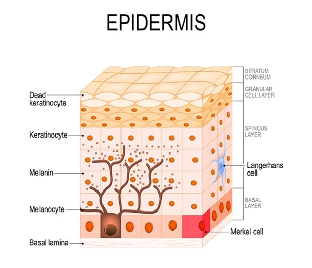 infographic of skin epidermis where pigmenation occur